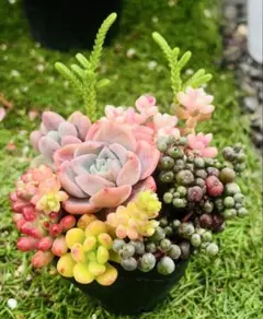 多肉植物1ポット15苗 根&カット苗 様々な色の完璧な組み合わせ 5/21撮影