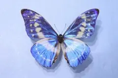 2025年最新】標本 キプリスモルフォの人気アイテム - メルカリ