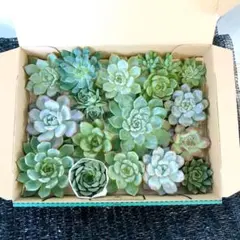 2026年最新】多肉植物 カット苗 詰め合わせの人気アイテム - メルカリ