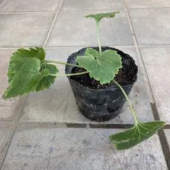 みかん24個様 リクエスト 3点 まとめ商品