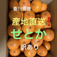 香川県産 せとか 産地直送❗️５キロのサムネイル