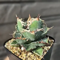 2025年最新】阿修羅 アガベの人気アイテム - メルカリ