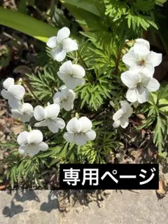 tabiちゃんさま専用＊ヒゴスミレの種