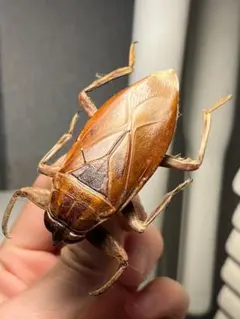 2026年最新】標本 昆虫 タマムシの人気アイテム - メルカリ