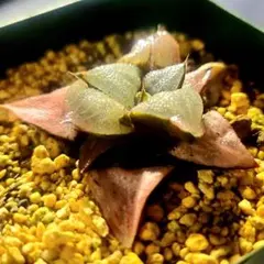 582 ナイルの一滴実生 窓模様選抜多肉植物 ハオルチア アロエ - メルカリ