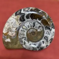 北海道小平町産　アンモナイト　化石 プロテキサニテス 北海道小平町産 アンモナイト 化石 プロテキサニテス - メルカリ