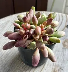 2025年最新】アドロミスクス属の人気アイテム - メルカリ