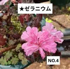 ゼラニウム　抜き苗　1苗 No.4のサムネイル