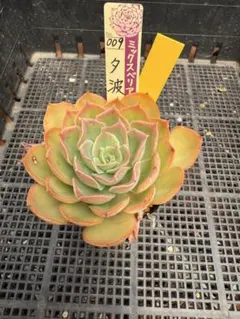 おらいさん苗 ミックスベリア 札付き 円 - メルカリ