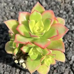 お値下げ♡ 多肉植物　アエオニウム　夕映え　抜き苗　キウイ　子株付き　大量