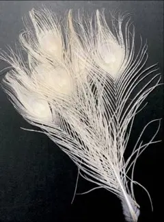 Item thumbnail for item 05ca814d-c6b2-462f-8081-757ab41bbbaa