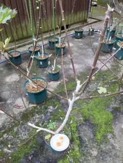 2025年最新】golden riversideの人気アイテム - メルカリ