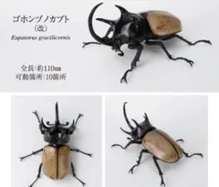 【オンライン版】いきもの大図鑑　かぶとむし１０　ゴホンヅノカブト（改）単品のサムネイル