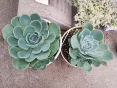 多肉植物 七福神 抜き苗6株 - メルカリ