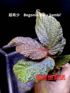 Begonia kapuashuluensis【旧テムユク】原種ベゴニア B - メルカリ