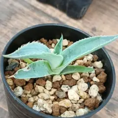 2026年最新】オバティフォリア フロスティブルーの人気アイテム - メルカリ