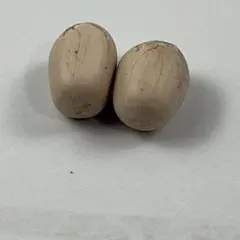 2026年最新】エンセファラルトスの人気アイテム - メルカリ