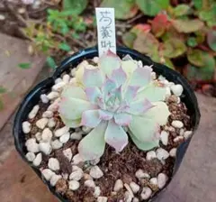 2025年最新】芍薬 おらいの人気アイテム - メルカリ