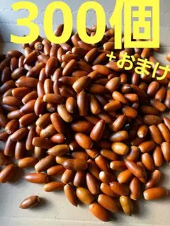 どんぐり　マテバシイ　300個+おまけ