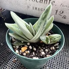 多肉植物♡グリーンアイス 斑入り 子株付き 抜き苗