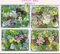 ★多肉植物★ 詰め合わせ 寄せ植え カット苗 お任せセットのサムネイル
