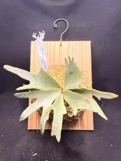 P.Willinckii cv. TFN #1 ビカクシダ 子株 - メルカリ