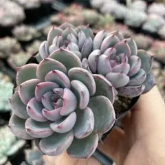 2025年最新】おらいさん苗の人気アイテム - メルカリ