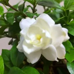 クチナシ　(八重咲き)　抜き苗　⑥のサムネイル