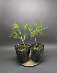 MSK7025 三河黒松 四国黒松 幼苗 現品2本セット 黒松 盆栽 盆栽素材