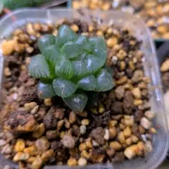 ハオルチア　オブツーサのサムネイル