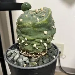 2026年最新】銀冠玉の人気アイテム - メルカリ