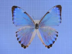 Brazil Morpho portis thamyris 71mm - メルカリ