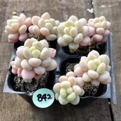 NEW❗️842多肉植物　ロココ　抜き苗　寄せ植え　4苗セット❣️