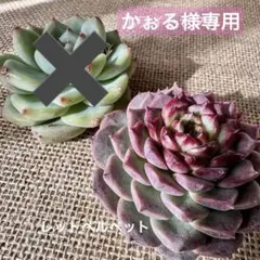 かぉる様専用 レッドベルベット アクアマンクリスタル