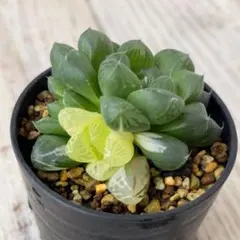 2026年最新】ハオルチア 錦の人気アイテム - メルカリ