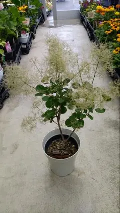 観葉植物】スモークツリー ピンクボール 5号 鉢ごと発送 - メルカリ