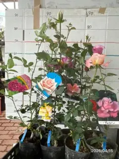 バラ苗 らくらくメルカリ便80サイズでお届け マネ - メルカリ