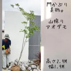 2026年最新】アオダモ 山採りの人気アイテム - メルカリ