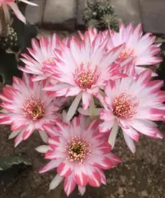 花サボテン ロビビア サニー_199 - メルカリ