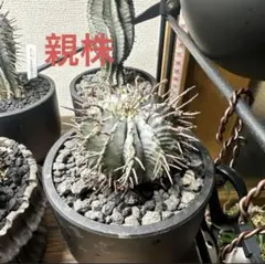 2026年最新】ユーフォルビア ホリダの人気アイテム - メルカリ