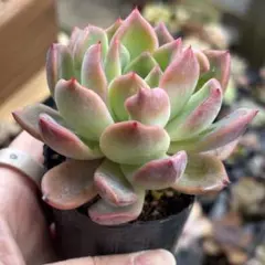 ピンクベーグル 多肉植物 カット苗 - メルカリ