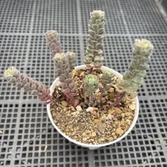 多肉植物カット苗♡ざらめ♡スプリングワンダー×ケッセルリンギアナ