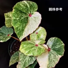 ベゴニア　ルージュバリエガータ　優良　極斑　大株 ベゴニア ルージュバリエガータ 優良 極斑 大株 - メルカリ