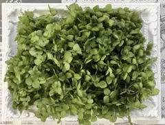 petit bonheur　プチボヌール様 リクエスト 2点 まとめ商品