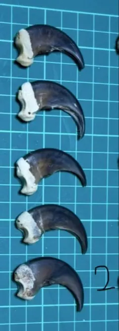 Item thumbnail for item 2b2c457d-198f-4d69-8956-0aa55cedf8df