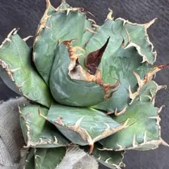 2025年最新】アガベ 魔丸の人気アイテム - メルカリ