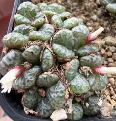 多肉植物 メセン コノフィツム オブコルデルム 2苗
