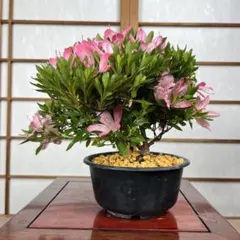 皐月さつき盆栽 【まはろ】 - メルカリ