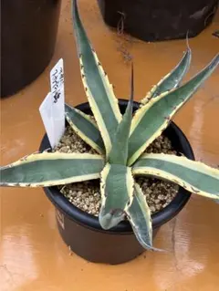 徳之島産キャッサバ苗挿木用イエロー300本入り Beljuncocmim 徳之島産キャッサバ苗挿木用イエロー20本入り - メルカリ