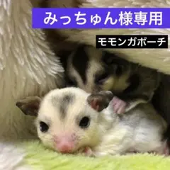 みっちゅん様専用